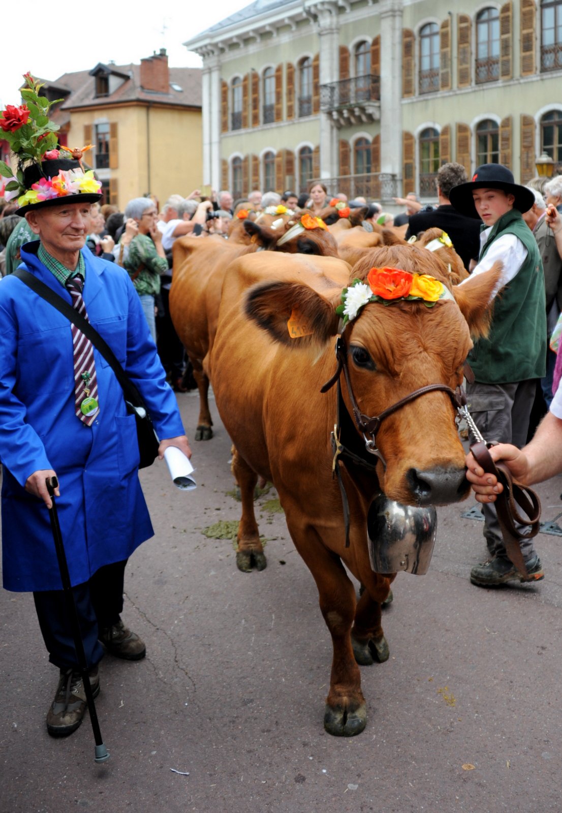 Une vache et des montagnards dans les rues d'Annecy