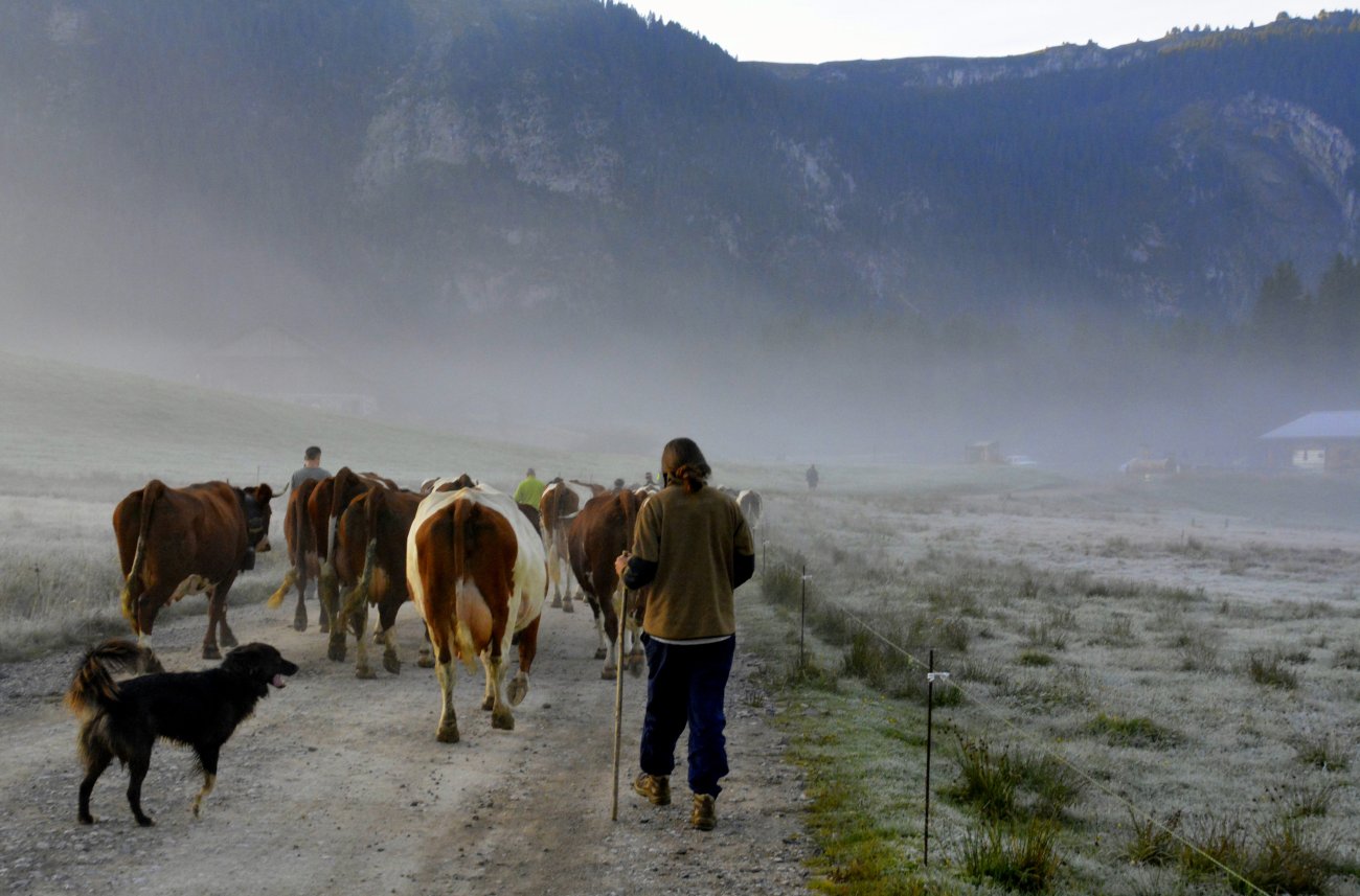 Un berger et son chien ferment la marche derrière un troupeau de vaches sur le plateau des Glières.