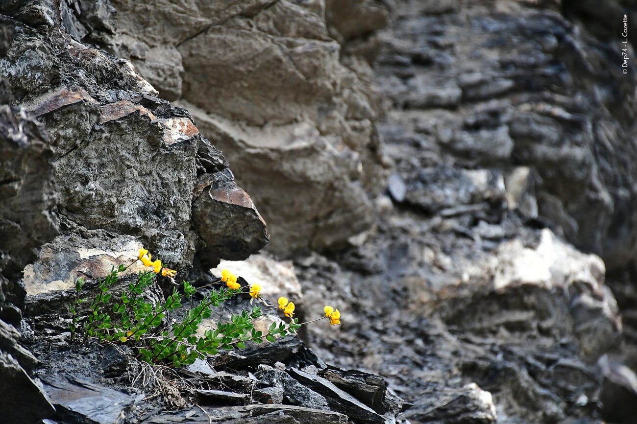 Fleurs dans un environnement de rochers.
