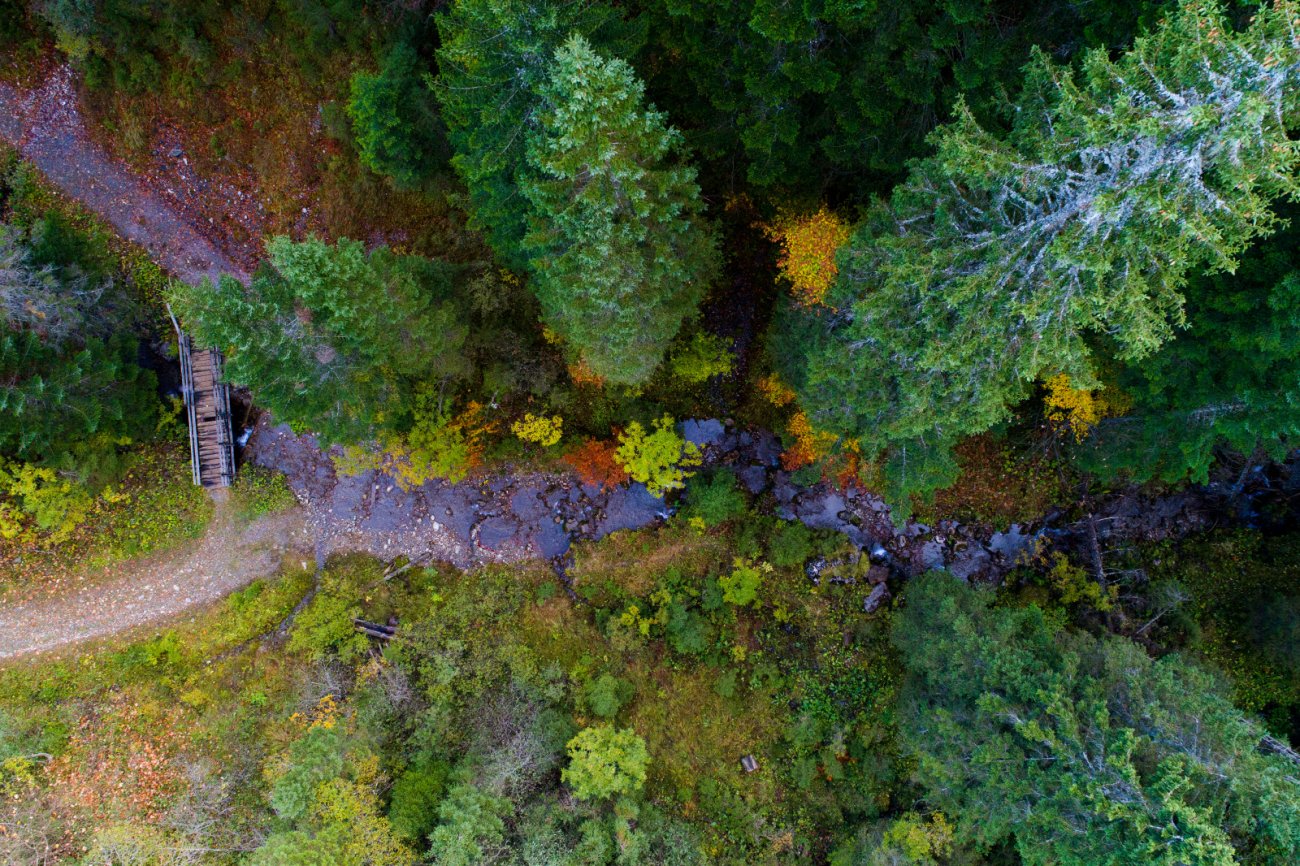 Forêt à l'automne, Châtel, Haute-Savoie
