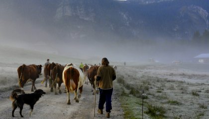 Un berger et son chien ferment la marche derrière un troupeau de vaches sur le plateau des Glières.