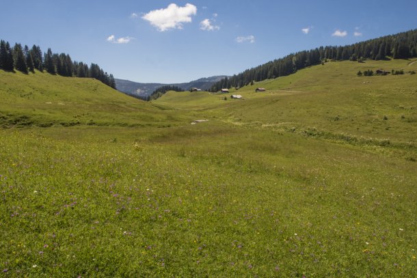 Prairies et tourbières sur le plateau des Glières en Haute-Savoie